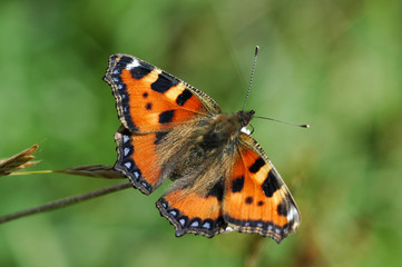 Petite Tortue (Aglais urticae)