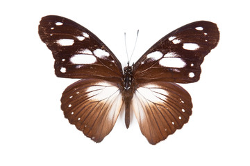 Black and brown butterfly Hypolimnas dubius