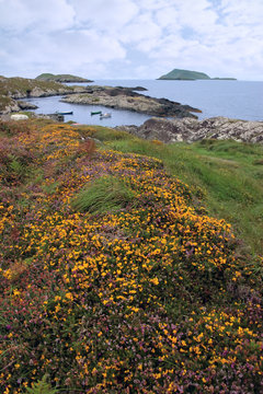 wild irish flowers and scarriff islands coastal view