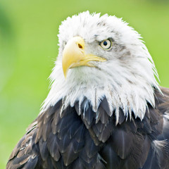 Aguila de cabeza blanca