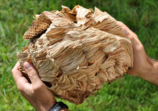 nid de frelons entier