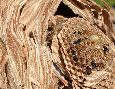 macro nid de frelons alv&eacute;oles