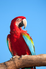 Macaw on tree.