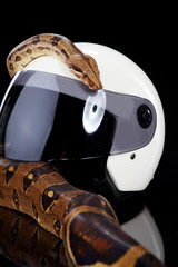 biker helmet and snake