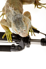 Iguana in photography accessories. tripod.