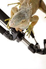 Iguana in photography accessories. tripod.