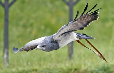 Halcón peregrino en vuelo
