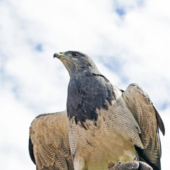 Aguila escudada