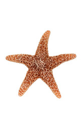 Fototapeta na wymiar Orange starfish