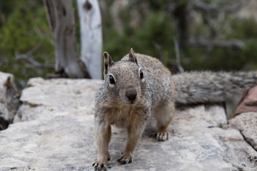 Squirrel in Grand Canyon Arizona USA