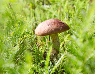 brown cap boletus isolated over green grass in summer