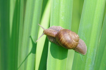 Ślimak winniczek II © nestonik