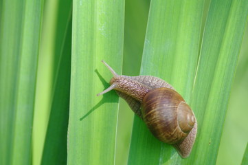 Ślimak winniczek © nestonik