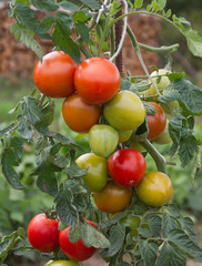 tomates