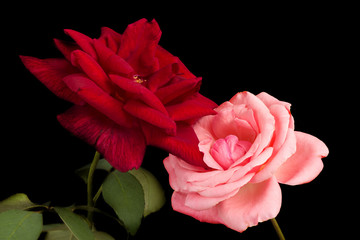 Pink and red rose