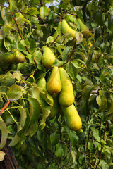 pear trees laden with fruit in an orchard in the sun