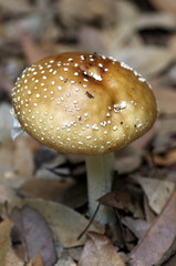 テングタケ/毒キノコ