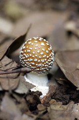 テングタケ/毒キノコ/小さい