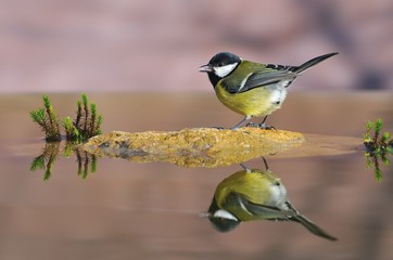 Carbonero común refrescandose.