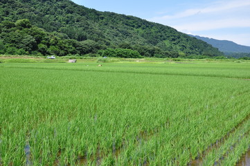 Obraz premium 田んぼ