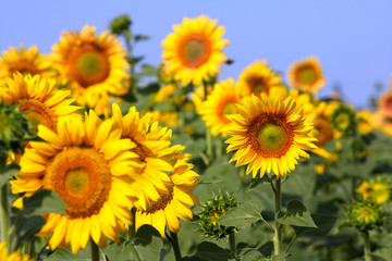 field with a lot of yellow sunflowers.
