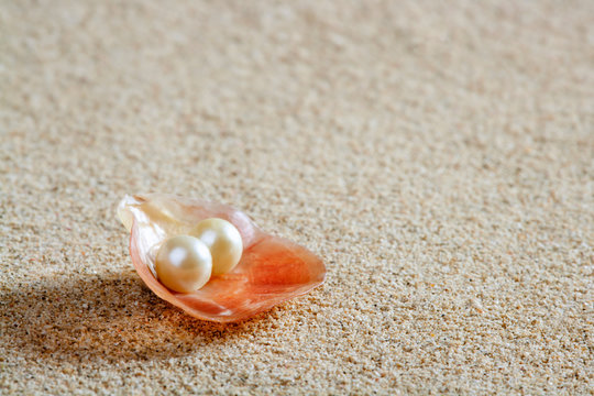 beach white sand pearl shell clam macro