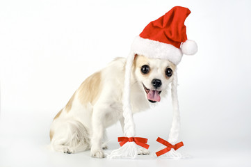 amusing Chihuahua dog with Santa hat