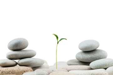 Fototapeta premium Pebbles and seedlings - alternative medicine concept