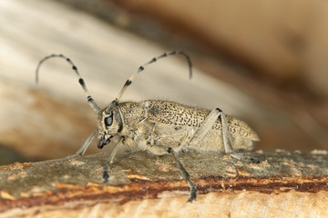 Saperda carcharias sitting on wood, macro photo