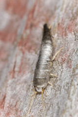 Silverfish sitting on wood