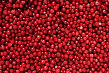 Cowberry or lingonberry (Vaccinium vitis-idaea )