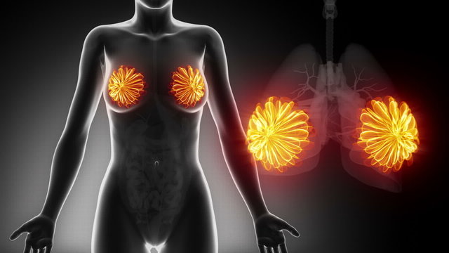 Female BREAST anatomy in black detail  x-ray loop
