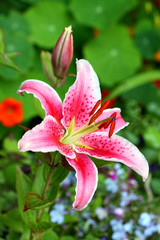 Beautiful pink lily