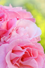 Pink garden roses close up