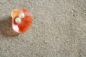 beach white sand pearl shell clam macro