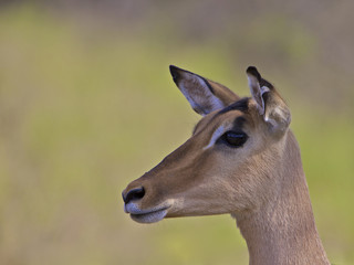 Impala, South Africa