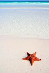 Poster caribbean starfish tropical sand turquoise beach © lunamarina