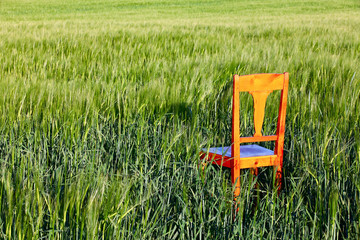 The restless chair on the corn field