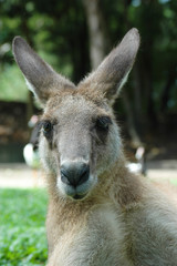 見つめるカンガルー