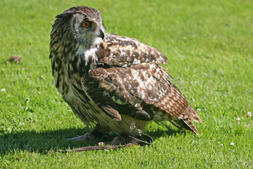 Eagle Owl