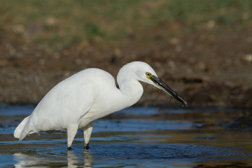 aigrette garzette