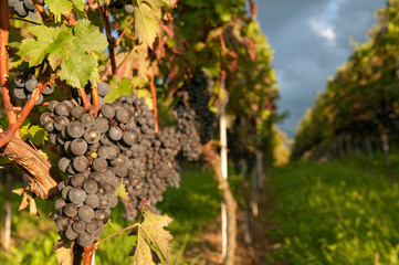 Weinreben 11.83