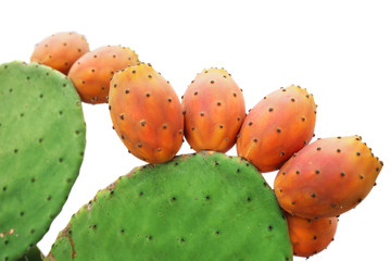 Prickly pear