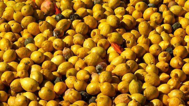 lemons rotten fruits
