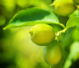 Growing Organic Lemons