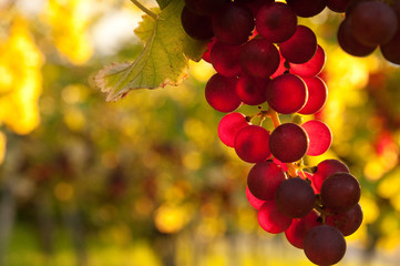 Weinreben 11.87
