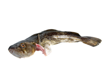 Cod fish isolated on white