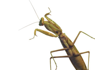 mantis, insect