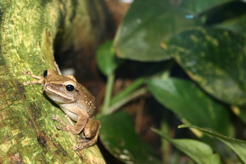 Laubfrosch