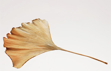 Naklejka premium Gingkoblatt im Herbst.